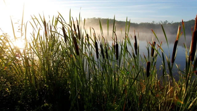 Lago Aureilhan Mimizan roseau