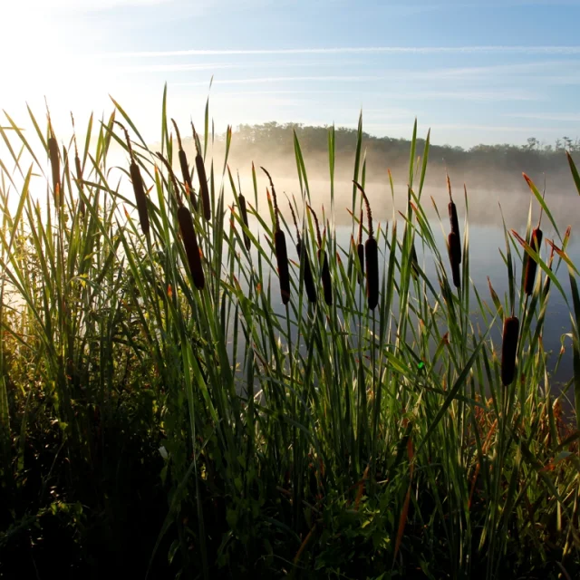 Lago Aureilhan Mimizan roseau