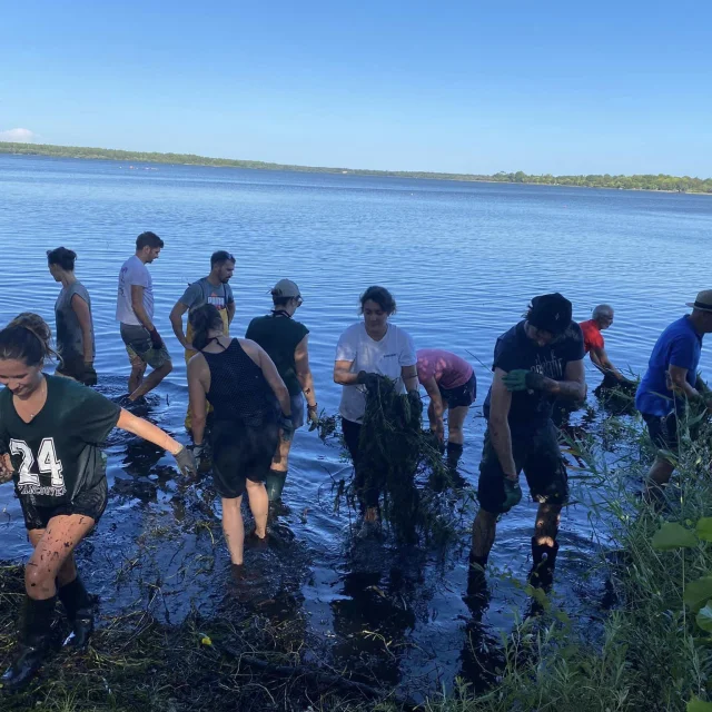Ausreißen invasiver Pflanzen AAPPMA Mimizan