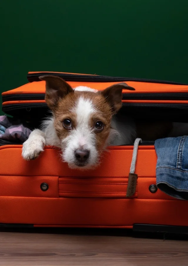 alojamiento con perros