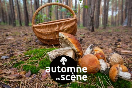 Automne en Scène - Les champignons dans les Landes