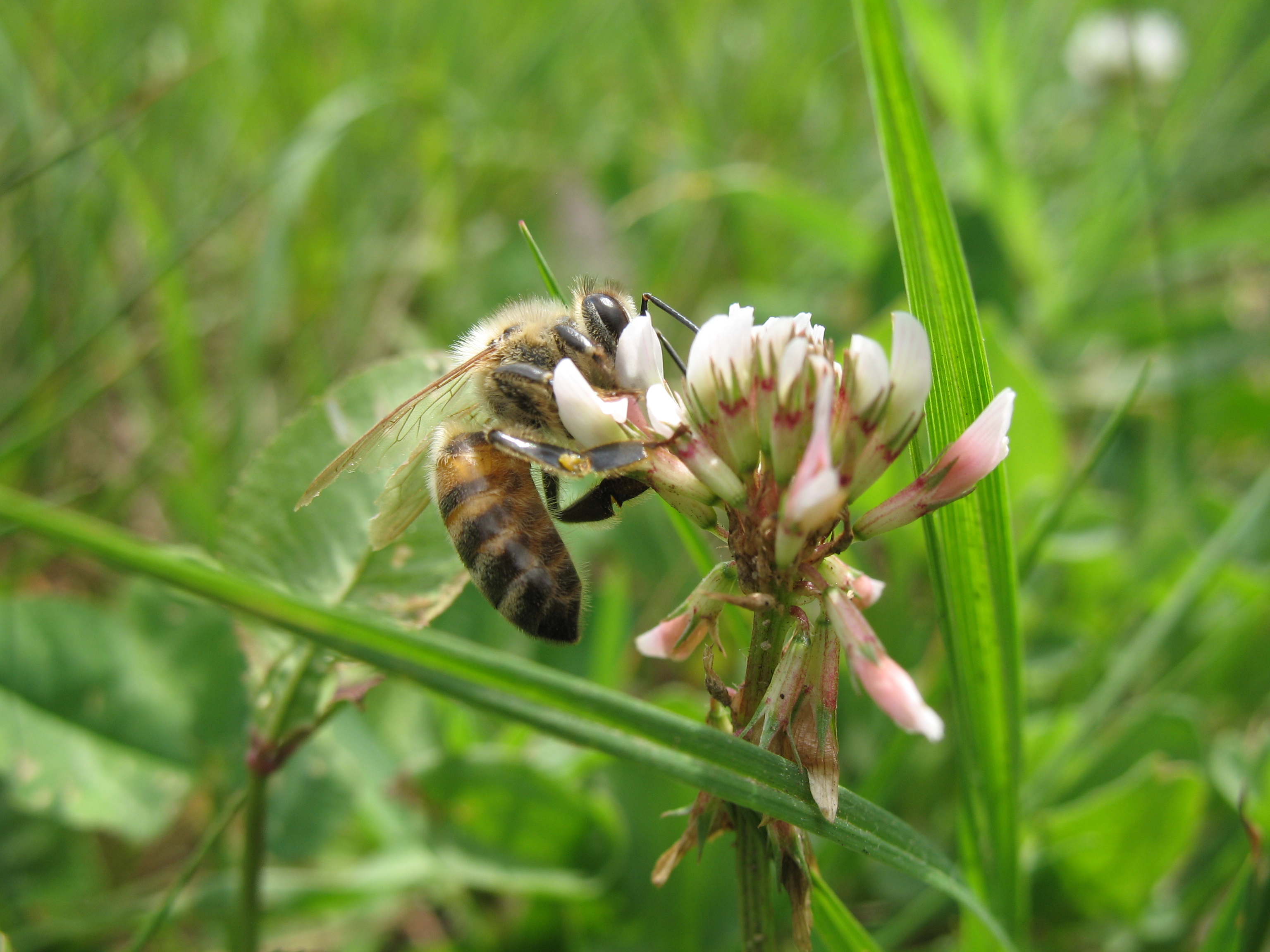 Atelier découverte enfants: Des fleurs et des abeilles